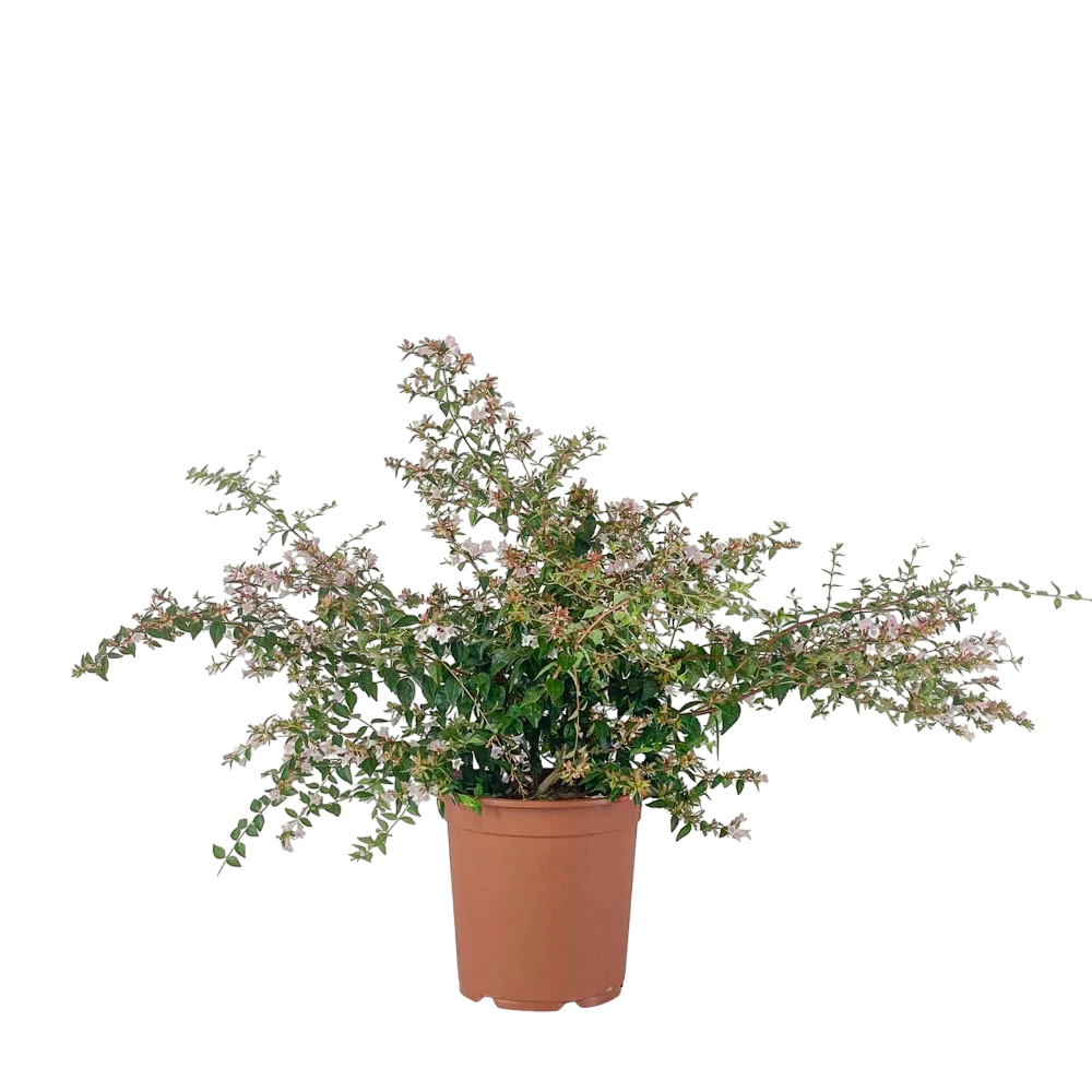 Abelia