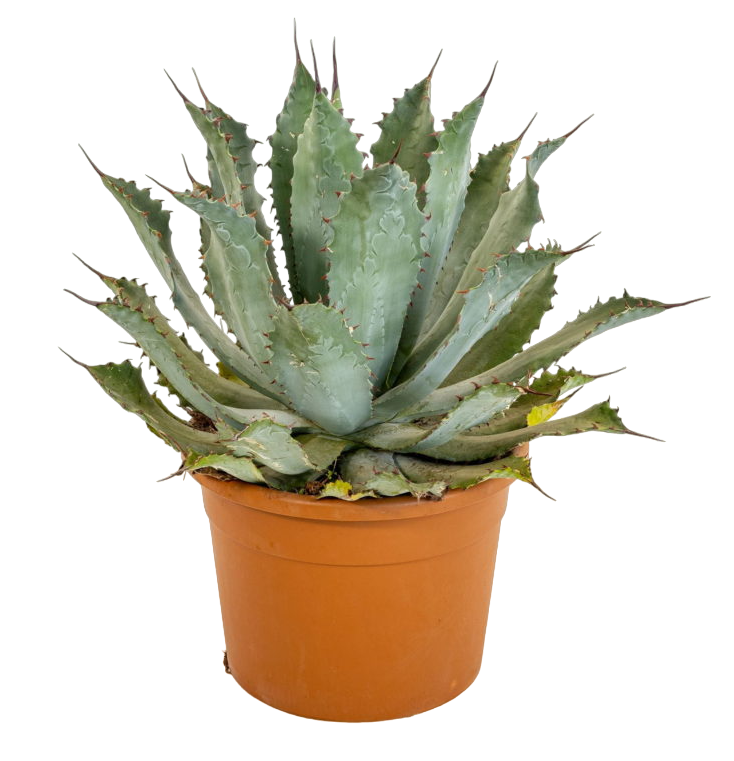 Agave potatorum