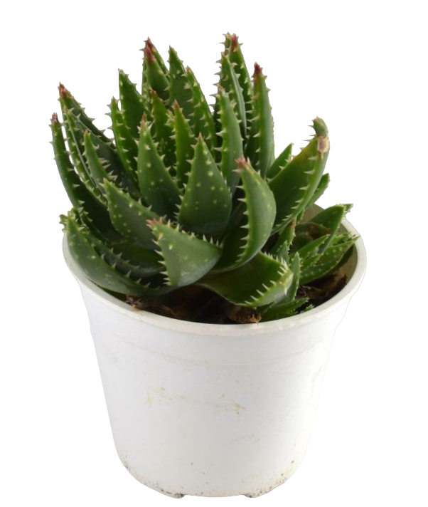 Aloe ferox