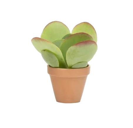 Kalanchoe thyrsiflora