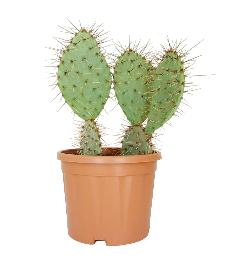 Opuntia Phaeacantha