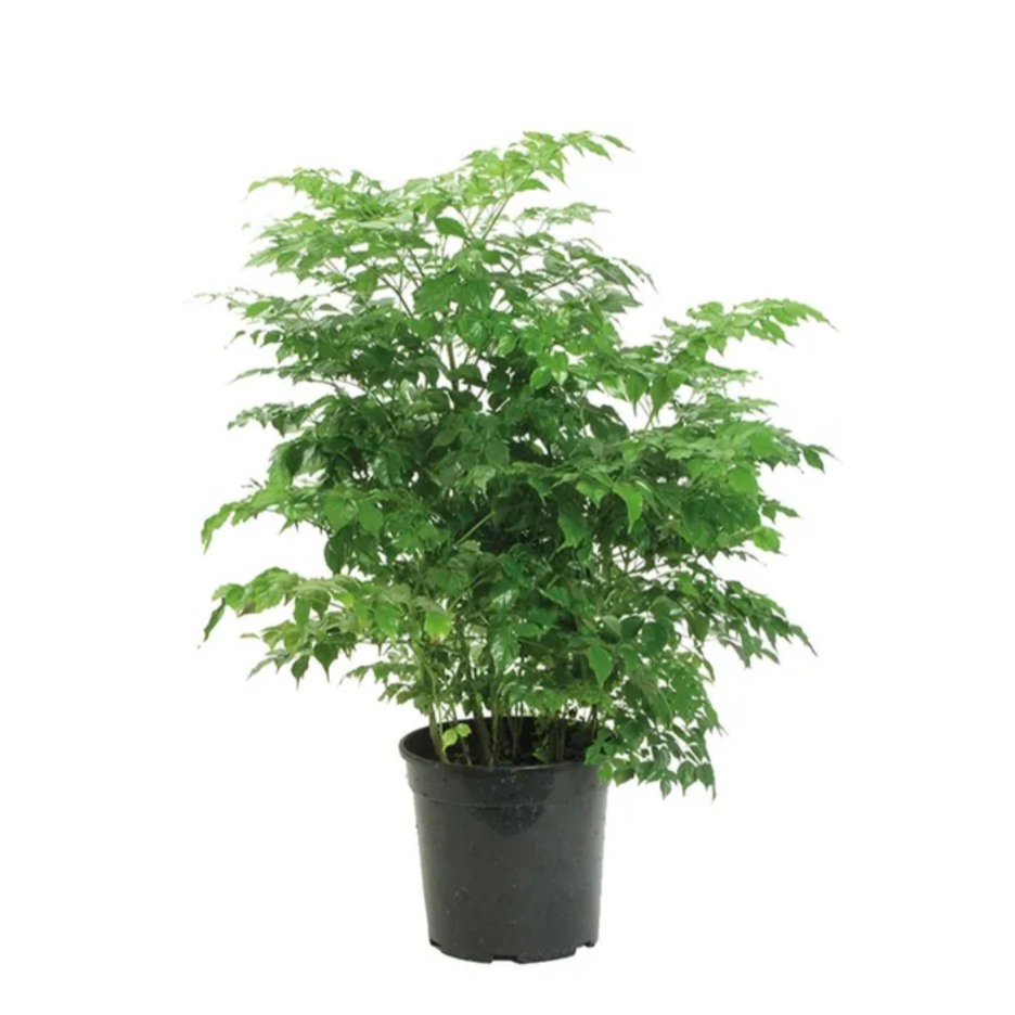 Albero di smeraldo