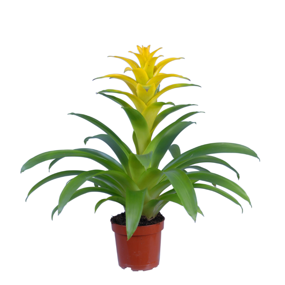 Guzmania