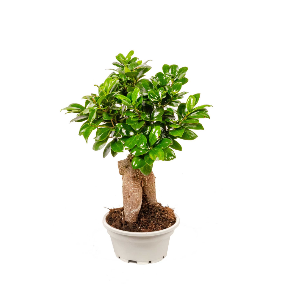Ginseng bonsai