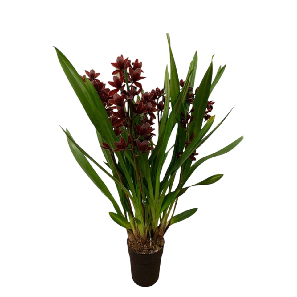 Cymbidium