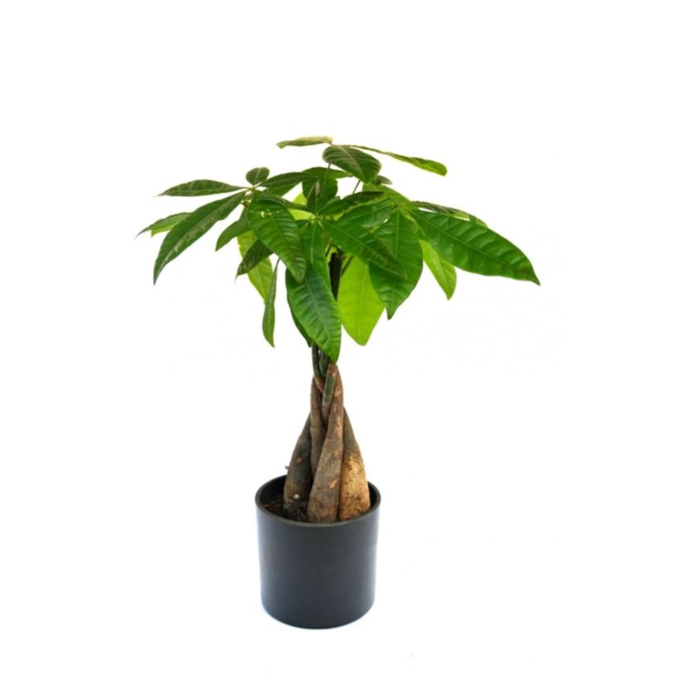 Pianta della fortuna