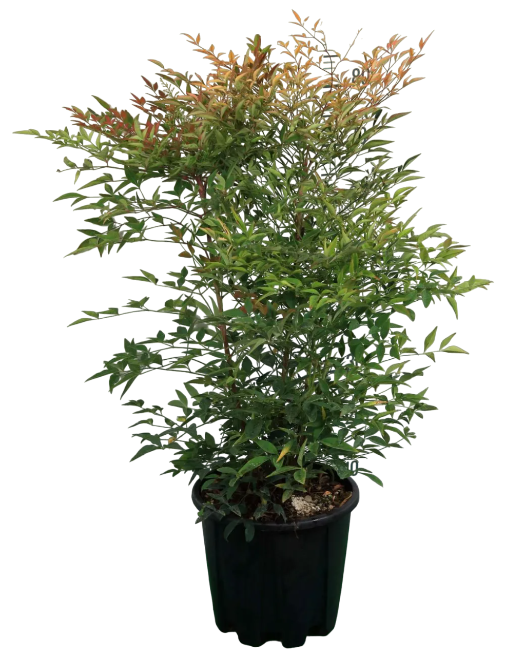 Nandina