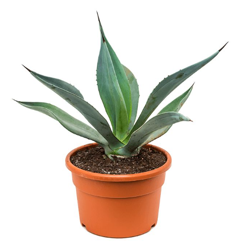 Agave weberi