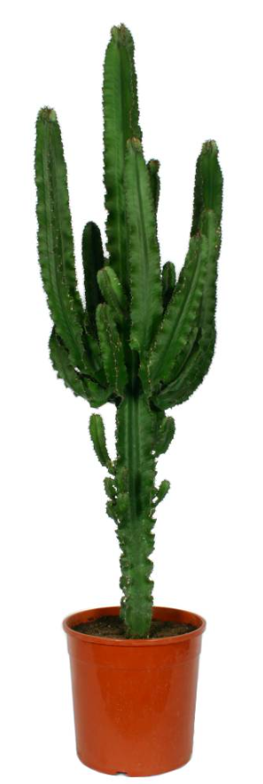 Euphorbia Eritrea