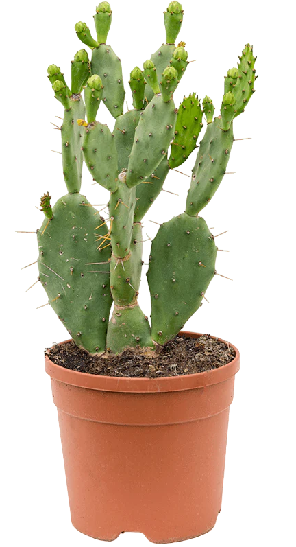 Opuntia Vulgaris