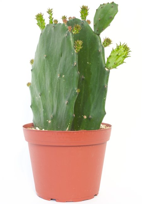 Opuntia ellisiana