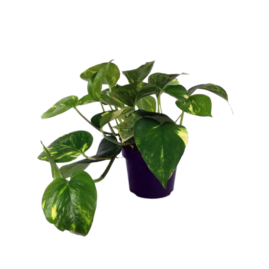 Pothos