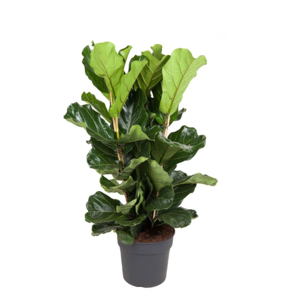 Ficus pandorato