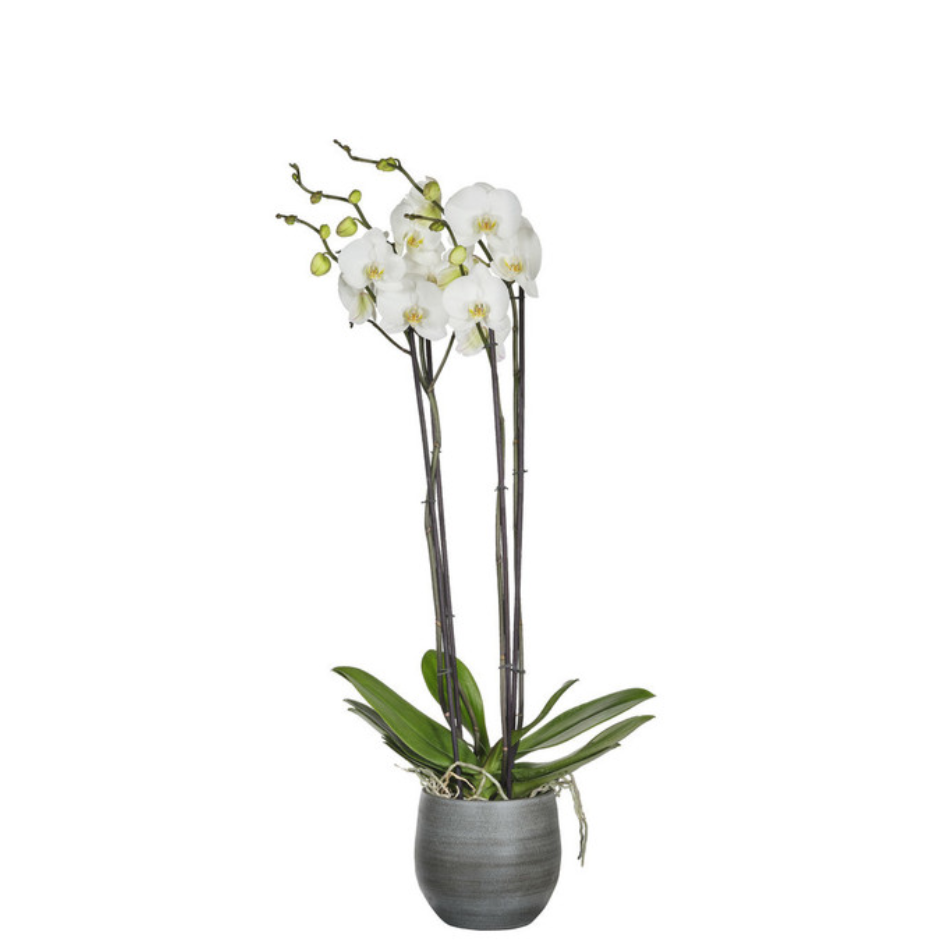 Orchidea Fortuno