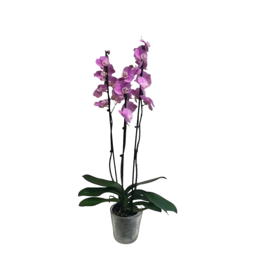 Orchidea