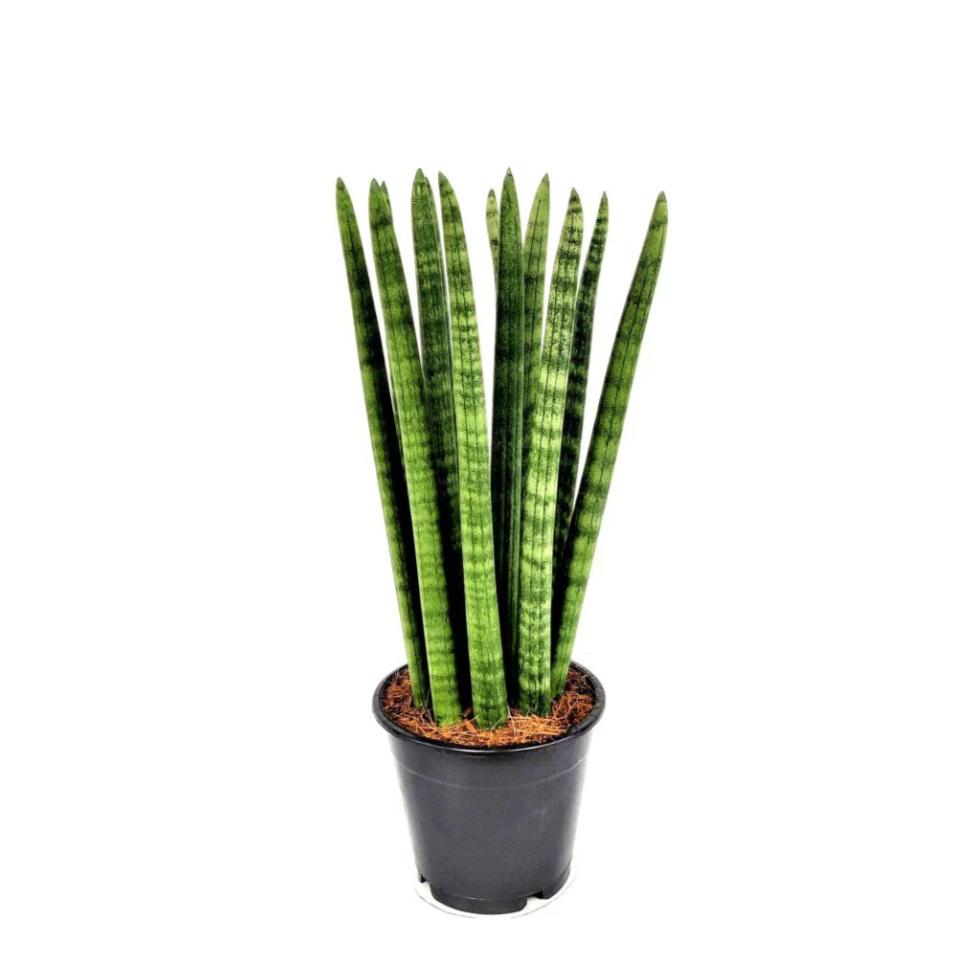 Sansevieria Cylindrica